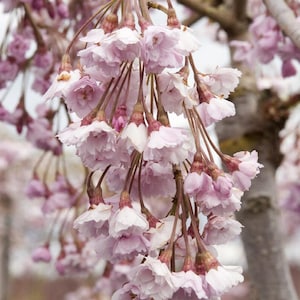 Double Weeping Rosebud Cherry - Prunus pendula 'Pleno-rosea' - 2 to 3 Feet tall  - Ship in pot