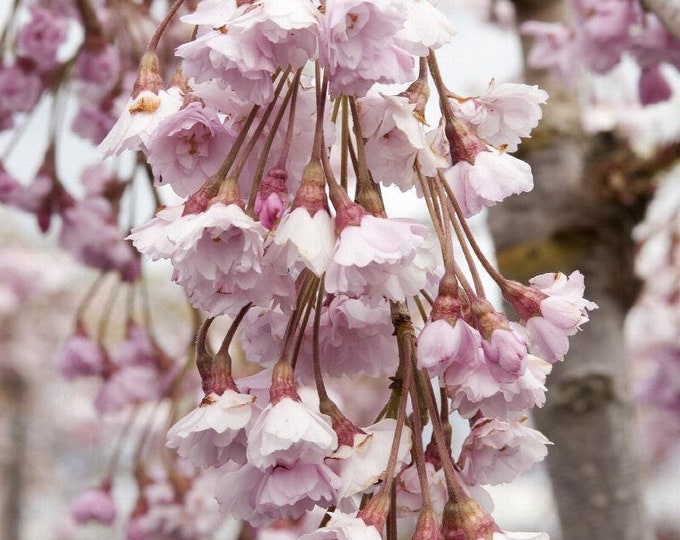 Double Weeping Rosebud Cherry - Prunus pendula 'Pleno-rosea' - 4 to 5 Feet tall  - Ship in 3Gal pot