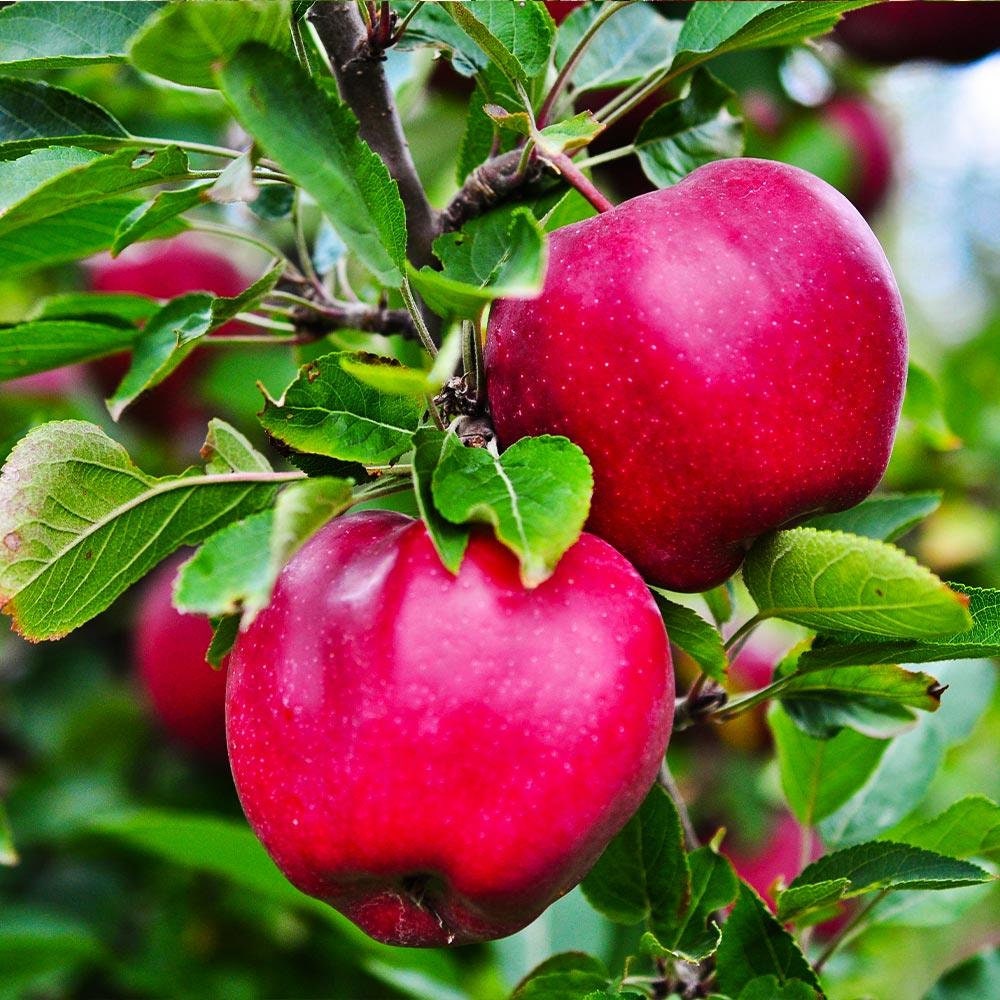 McIntosh Apple Tree For Sale - 4-5ft Bareroot Organic