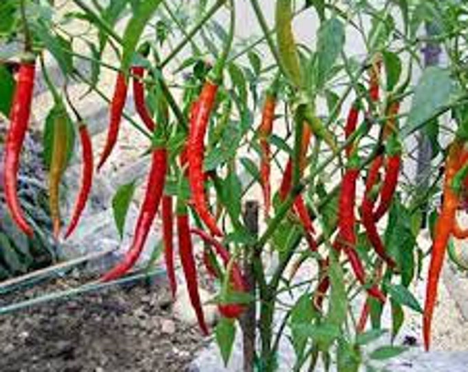 Chili de Arbol pepper 1 live plant 3” pot