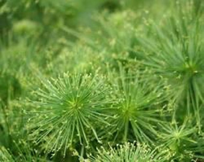 Cyperus Cleopatra Plant - Dwarf papyrus- 1 ft Tall (Ships in 6" Pot)