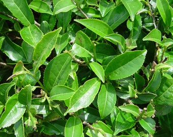 Green tea (camelia sinensis) live plant  ship in 6" pot