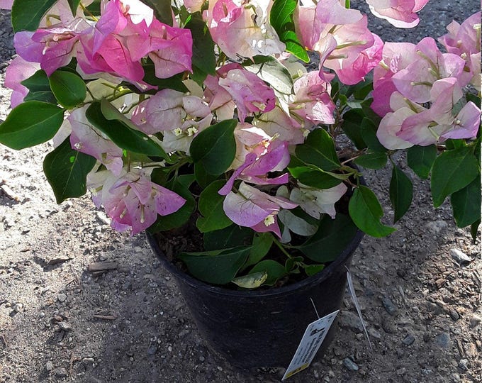 Pink and white bougainvillea - 1 plant - 1 feet tall - ship in 6" pot