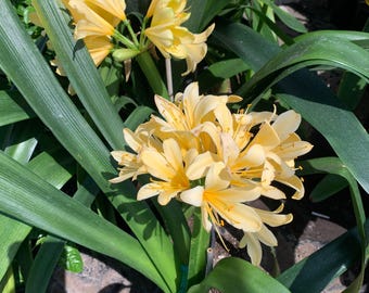 Clivia yellow 1 live plant  ship in 6" pot