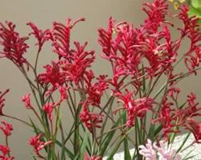 Anigozanthos Kanga Burgundy - 1 Feet Tall -  Ship in 6" Pot