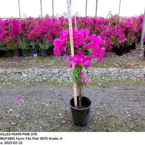 Bougainvillea  Miami Pink  STK - 1 feet Tall - Ship in 6" Pot