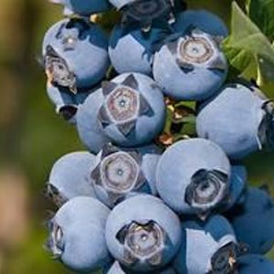 May include: A cluster of ripe, round blueberries with a dusty blue, matte skin. Each berry features a distinct, star-shaped calyx at the top, showing a dark, textured center. The berries are tightly packed together, displaying various shades of blue.