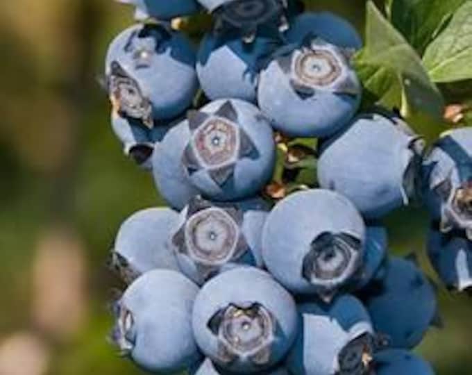 Biloxi southern highbush blueberry -  1 feet tall - ship in 6" pot