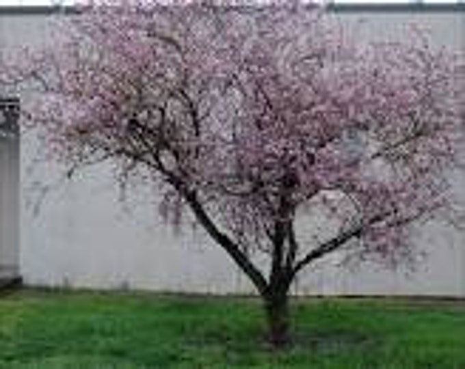 Prunus × blireiana- 2 to 3 Feet Tall - Ship in 6" pot