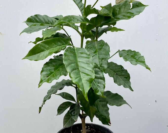 Arabica Coffee Plant - 1 Plants - 1 to 2  Feet Tall - Ship in 6" Pot