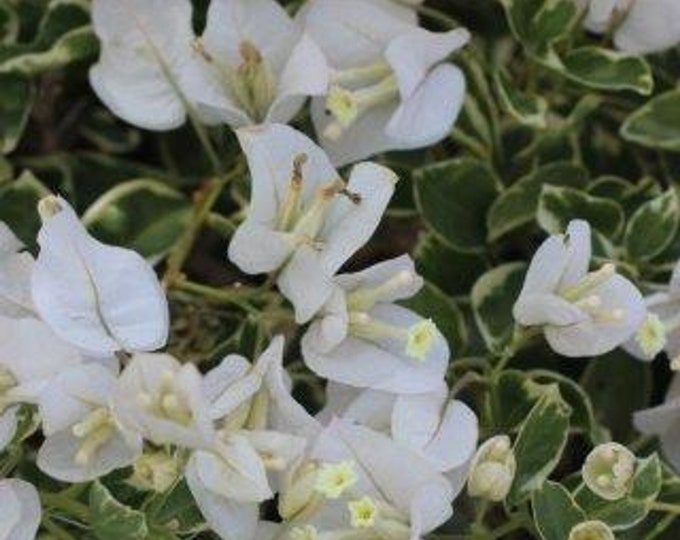 White Stripe Bougainvillea - 1  Starter Plant - 8" to 1 Feet Tall -  Ship in 6" Pot