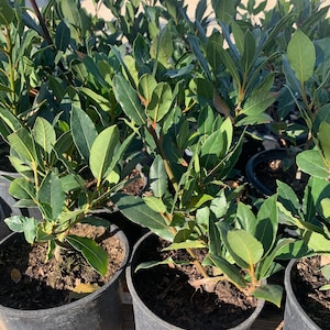 May include: Close-up of several potted bay laurel plants with dark green leaves. The plants are in black plastic pots and are ready to be planted in the garden.