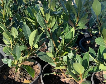 Bay leaf, sweet bay (laurus nobilis)  ship in 6" pot