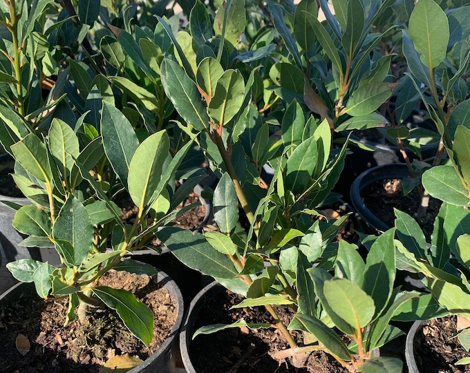 Bay leaf, sweet bay (laurus nobilis)  ship in 6" pot