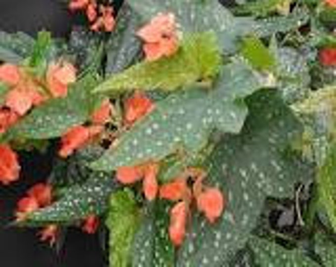 Begonia 'Lois Burks' - 1 Plant - 4" to 6" tall - Ship in 3" Pot