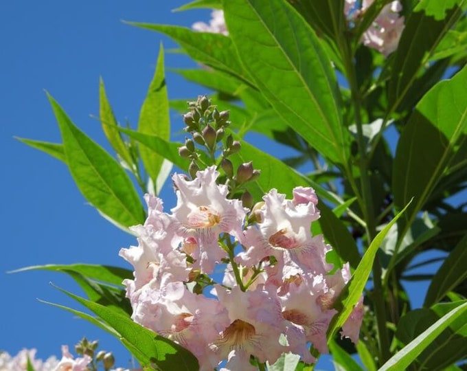 Chitalpa tashkentensis ‘Pink Dawn’ -  4 to 5  Feet Tall - Ship in  3Gal Pot