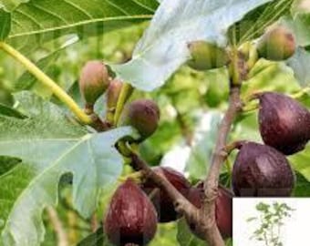 Violette de bordeaux fig  - 2 to 3    feet tall