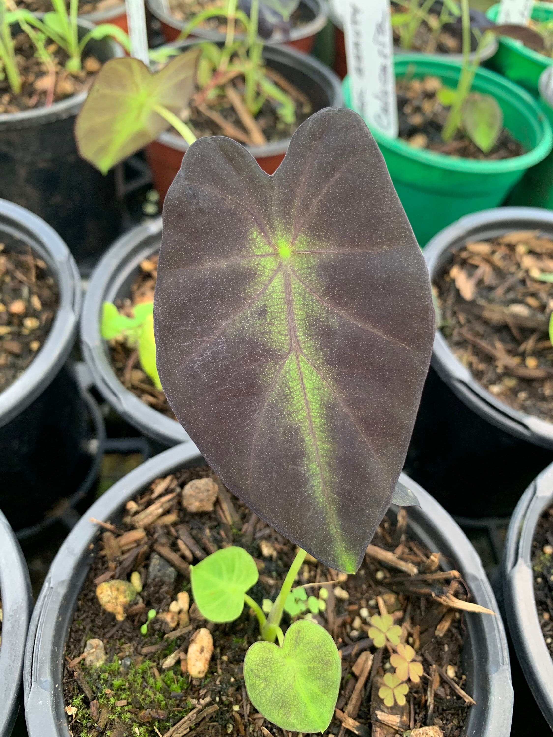 Colocasia Esculenta black Beauty Starter Plant 4 Pot Etsy