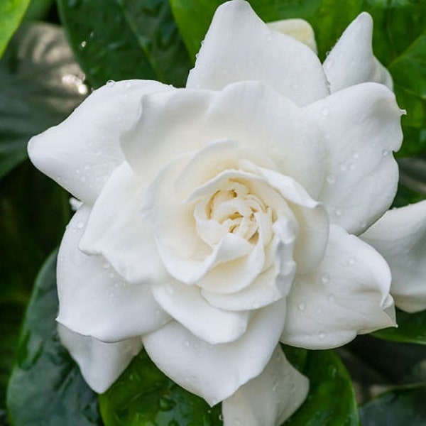 Gardenia jasminoides 'Veitchii'  - 1 Plants - 1 Feet Tall - Ship in 6" Pot