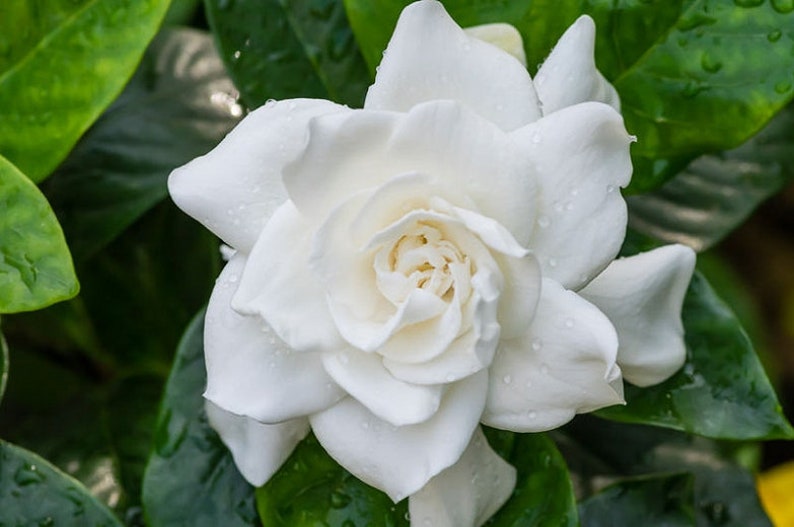 Gardenia jasminoides 'Veitchii' 1 Plants 1 Feet Tall Ship in 6 Pot image 1