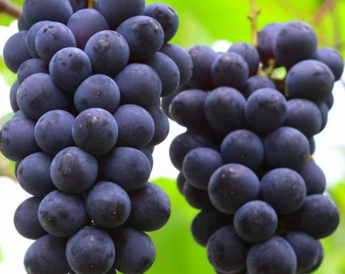 Kyoho grape -  1 plants - 1 feet fall -  ship in 6" pot