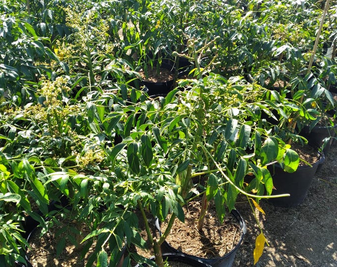 June plum- 2 feet tall - ship in 3 gal pot