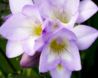 Freesia 'Delta River' - 1 Plants - Ship in 6" pot