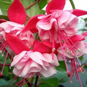 Fuchsia New Fascination -  1 live plant  ship in 6" pot