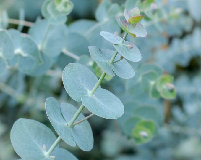 Eucalyptus  Pulverulenta Baby Blue (Florist Silver Dollar) - 1 Starter - 4" Tall - Ship in 3" Pot