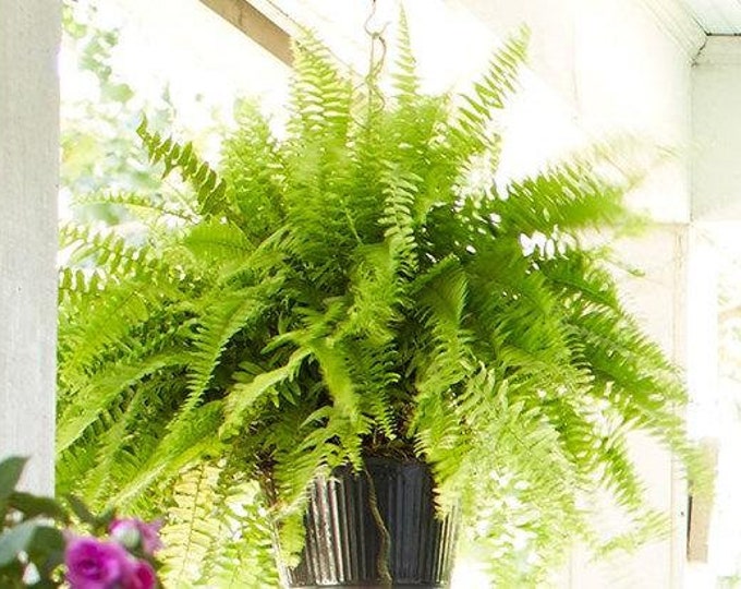 Boston fern -  1 Plants - 1 Feet Tall - Ship in 6" Pot