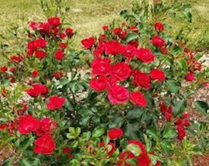 Rose Flower Carpet Mini Cherry - 2 feet tall - ship in 6" pot