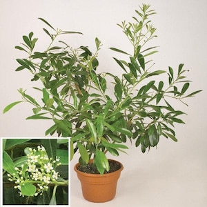 Yerba Mate (Ilex paraguariensis)   -  1 Starter Plants - 6" Fall -  Ship in 3" Pot