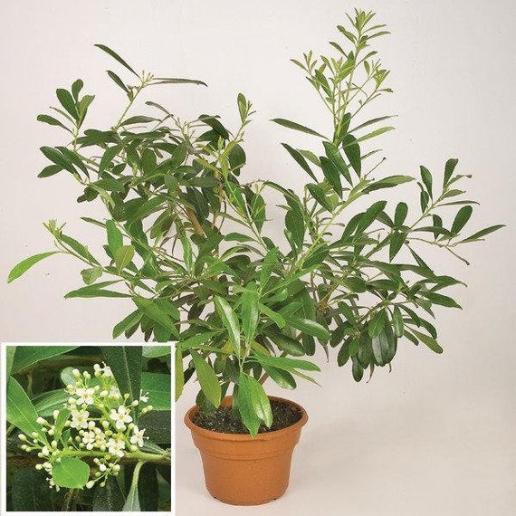 Buy Yerba Mate ilex Paraguariensis 1 Starter Plants 6 Fall Ship in 3 Pot  Online in India 