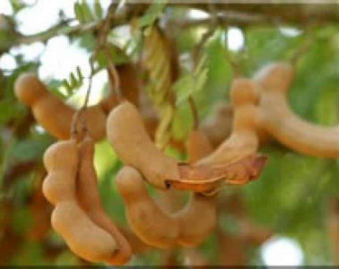 Tard tamarind - 2 to 3  feet tall - ship in 3gal pot