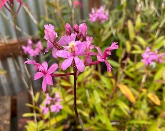 Lavender Pink epidendrum orchid plants - 6" to 1 feet tall - ship in 3" pot