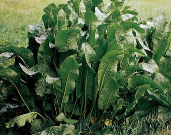 Horseradish Plant - 1 Plants - shipped in 6” pot