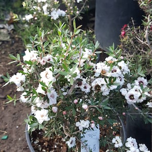 Leptospermum scoparium - White - 1 Feet Tall - Ship in 6" Pot