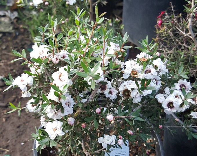 Leptospermum scoparium - White - 1 Feet Tall - Ship in 6" Pot