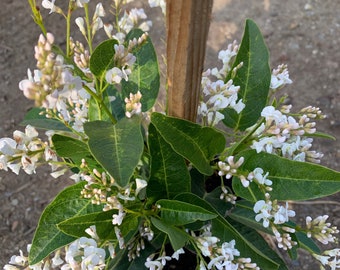 Hardenbergia violacea ‘white out’ - 2    to 3 Feet Tall - Ship in 3Gal Pot