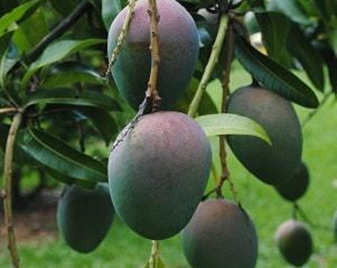Kent mango tree - grafted tree   - - 1 feet tall -grafted - ship in 6" pot