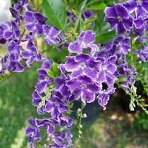 May include: A cluster of purple flowers with white edges, blooming on a green stem. The flowers are in full bloom and have a delicate, fringed appearance.