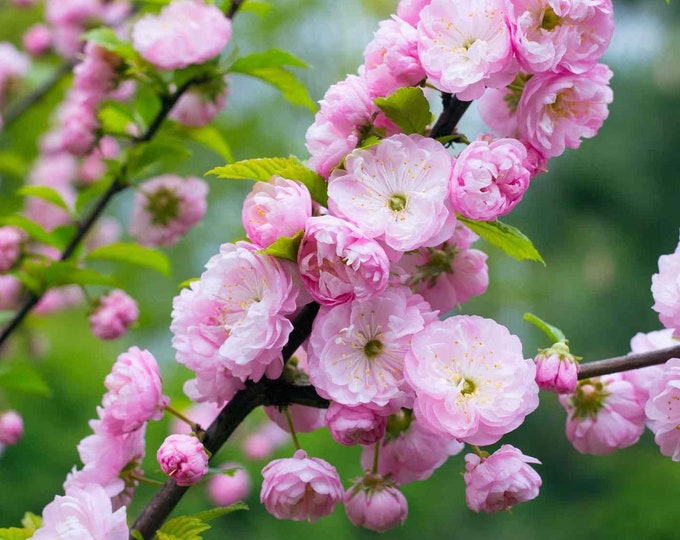 Dwarf Flowering Almond  - 6" To 1  Feet Tall - Ship in 6"  Pot