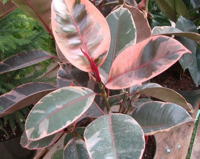 Ficus Elastica 'Red Ruby' - 1  Plant - 1  Feet Tall - Ship in 6" Pot