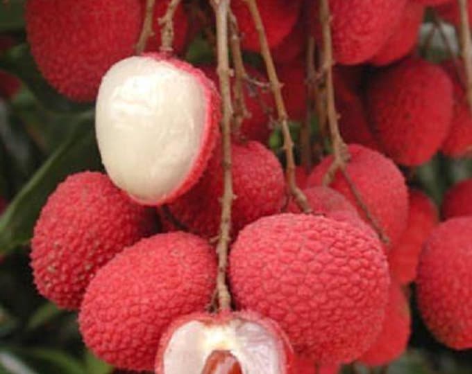 Brewster lychee - 2 to  3 feet tall - airlayered tree -  ship in 3 gal pot