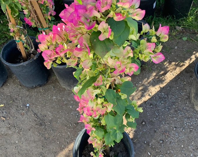 Pink and white bougainvillea - 3 to 4  feet tall - ship in 3 gal pot