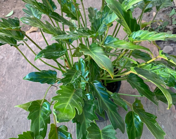 Philodendron ‘xanadu’ live plant  ship in 6" pot