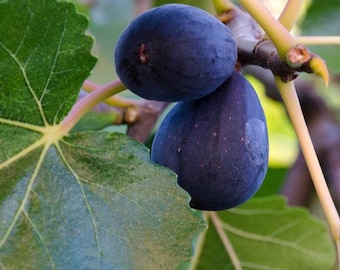 Fig Black Mission - live plant 1-2ft tall ship in 6” pot