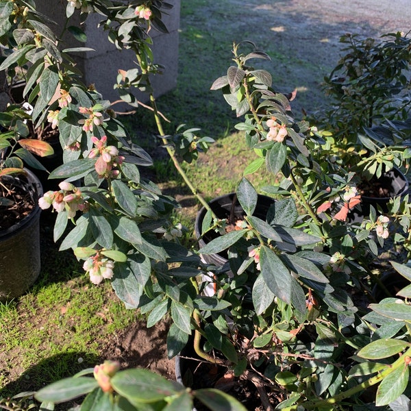 Blueberry (vaccinium ‘sunshine blue’)  ship in 6" pot