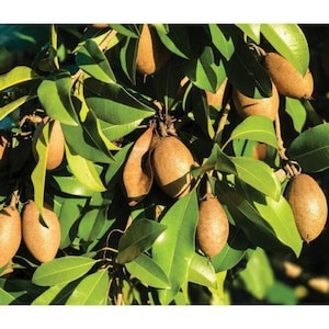 May include: Close-up of a sapodilla tree branch with several brown, oval-shaped fruits hanging among vibrant green leaves. The fruits have a smooth skin and are partially shaded by the foliage.