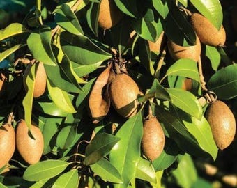 Sapodilla alano - 1 plants - 2  feet tall - ship in 3 gal pot